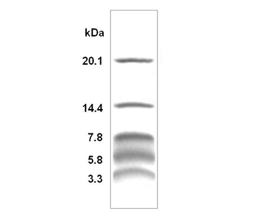 超低分子量蛋白质Marker(3.3-20.1kDa)