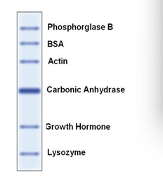 蓝色预染低分子量蛋白质Marker(14.4-97.4kDa)