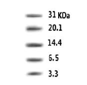 预染超低分子量蛋白质Marker（3.3kD-31.0kD)